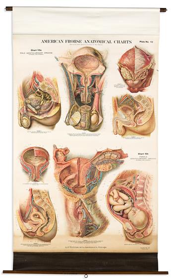 (ANATOMY.) Max Brodel; and A.J. Nystrom & Co. Group of 9 American Frohse Anatomical Charts.